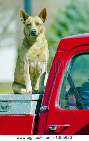 Rød Heeler hund
