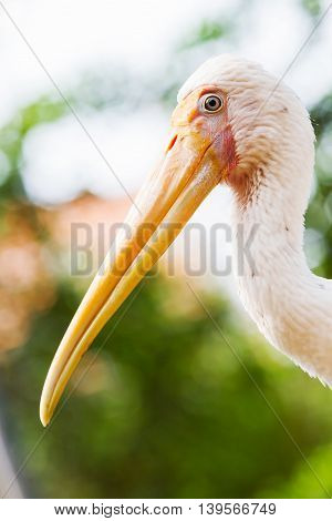 Portrait of Painted stork (Mycteria leucocephala). Thailand Nong Nooch garden.