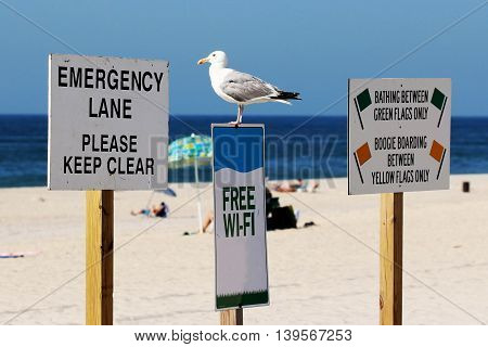 A seagull standing on a sign at the beach