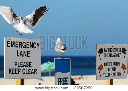 Seagulls watching over the beach on a beautiful July morning