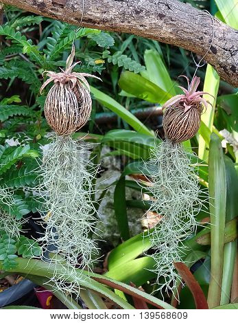Beautiful Green Tillandsia Usneoides Plants or Spanish Moss Plants Hanging On The Air.
