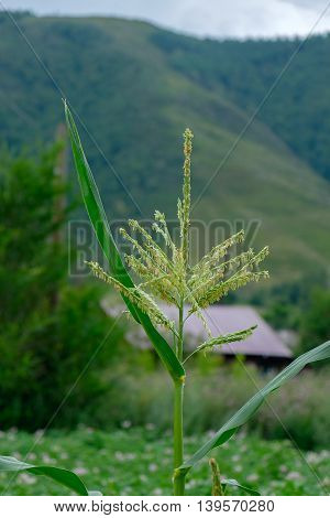 Corn Flower Male. Mountain Background