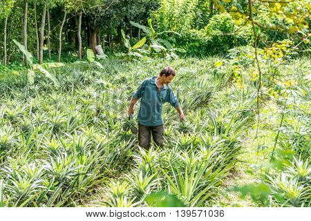 Pineapple Seller