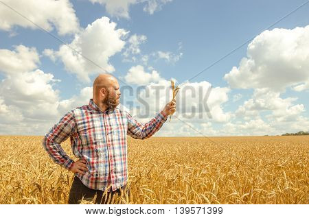 Man holds a ripe wheat . Man hands with wheat. Wheat field against a blue sky. wheat harvest in the field. ripe wheat closeup.