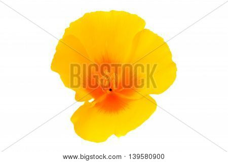 Eschscholzia californica flower on a white background