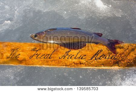 Great Arctic Way And Grayling As Symbol Of Arctic