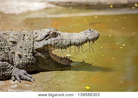 A head shot of a crocodile in the Indira Gandhi Wildlife Sanctuary in Tirupur District, Tamil Nadu, South India