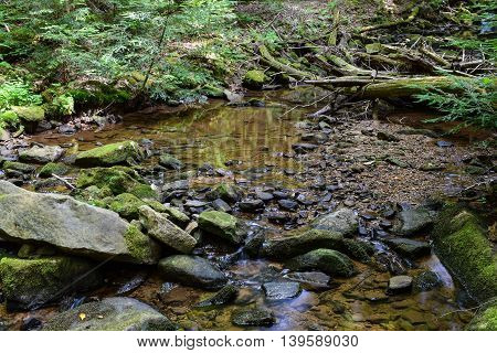 Small mountain stream in the eastern United States.