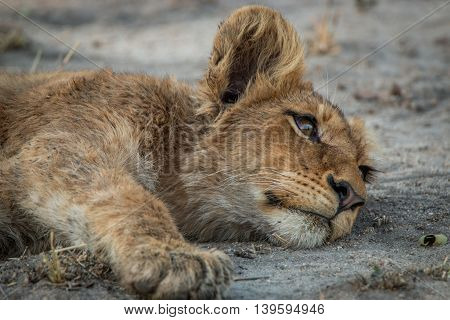 Lion Cub Laying Down In The Kruger National Park.
