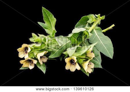 Poisonous plant henbane black (Hyoscyamus niger) isolated on black. In herbal medicine is used as a medicinal plant