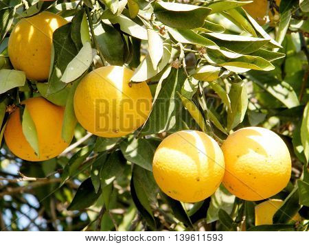 Mature Oranges growing on Citrus plant in Neve Monosson near Or Yehuda Israel