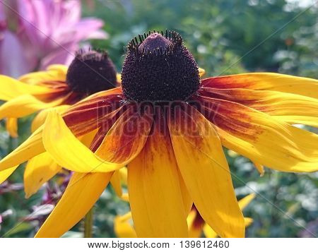 Flowers In The Garden. Summer Fresh Flowers.