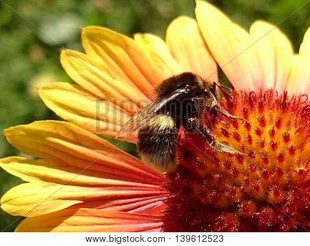 Honeybee Harvesting Pollen from summer fresh flowers