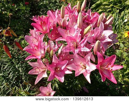 Flowers In The Garden. Summer Fresh Flowers.