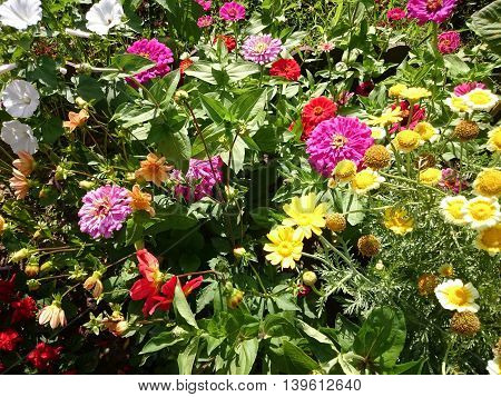 Flowers In The Garden. Summer Fresh Flowers.