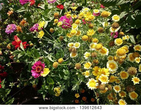 Flowers In The Garden. Summer Fresh Flowers.