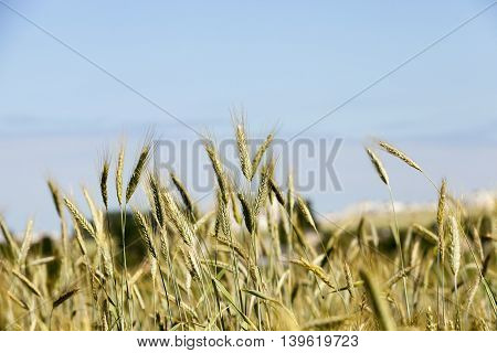 Photographed Immature Green Grass In The Summer, Blue Sky