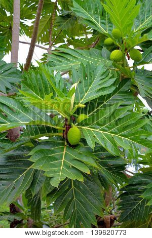 breadfruit : the large round starchy fruit of a tropical tree which is used as a vegetable and sometimes to make a substitute for flour.