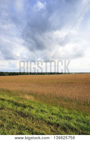 Agricultural Field On Which Grow Up Ready To Harvest Ripe Yellow Cereals