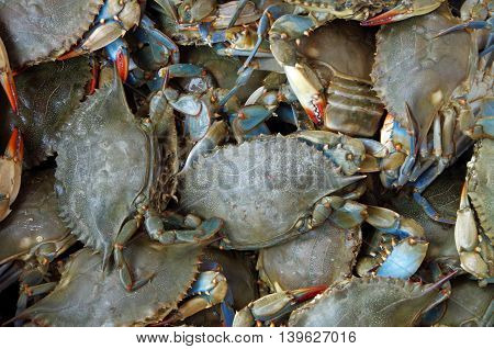 Blue crabs live for market as seen from above
