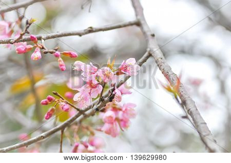Wild Himalayan Cherry or Wild Himalayan tree in the garden