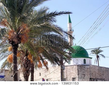 Palms and El-Jazzr Mosque in the old city of Acre Akko Israel