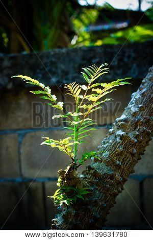 new gentle leaves and branches growing on tree