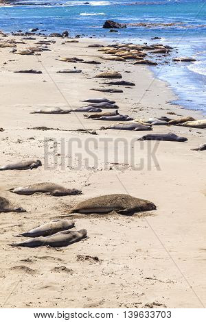 Sealions Relax And Sleep At The Sandy Beach