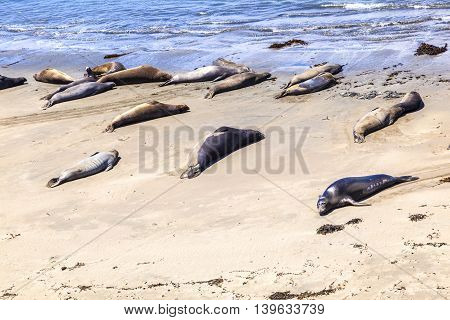 Sealions Relax And Sleep At The Sandy Beach