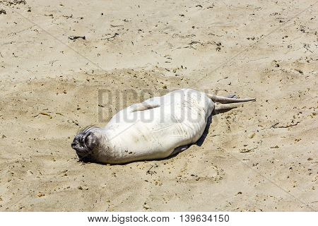 Sealion  Relaxes And Sleeps At The Sandy Beach