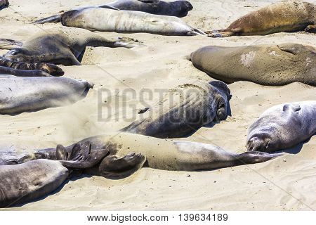 Sealions Relax At The Beach
