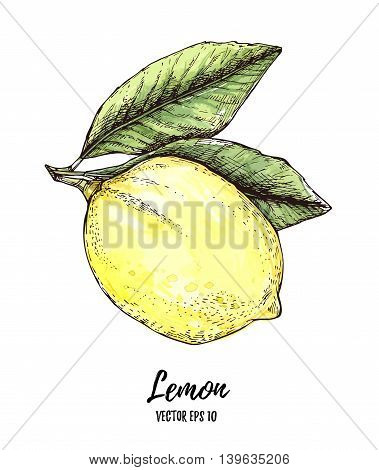 Hand Drawn Vector Illustration - Colorful Lemon. Citrus Fruit With Leaves. Watercolor