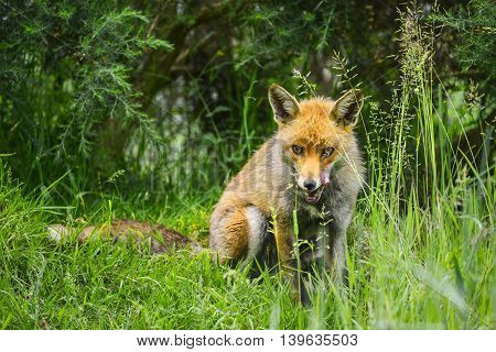 Stunning Male Fox In Long Lush Green Grass Of Summer Field