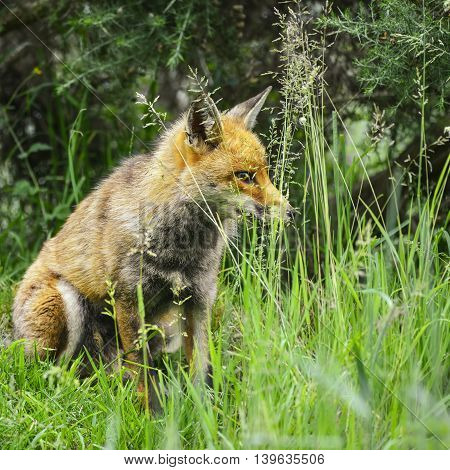 Stunning Male Fox In Long Lush Green Grass Of Summer Field