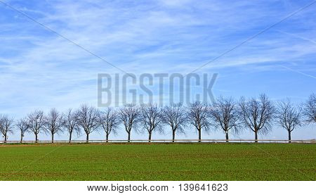 Green Field With Tree Alley