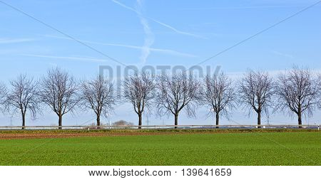 Green Field With Tree Alley