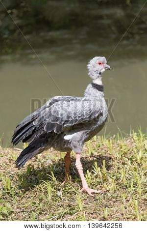 Side view of the Southern Screamer standing near the water.