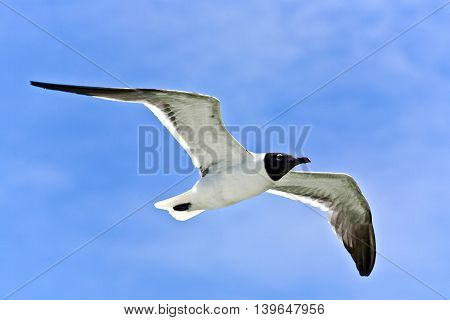 Flying Seagulls