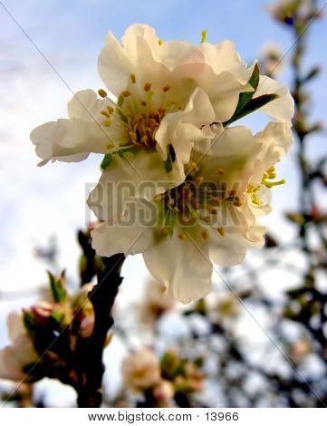 Apple Blossom