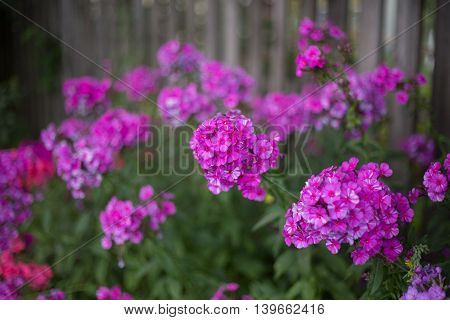 phloxes bloom flora plant blossom bright natural