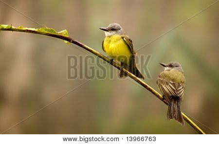Tropikal Kingbird