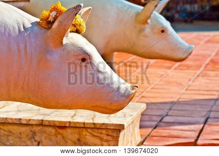 Beautiful Statue Of Pigs As Gods Dressed With Flowers  In Temple Wat Yai Chai Mongkol