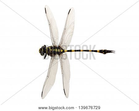 Dragonfly yellow and black color the isolated on white and objects with clipping paths.