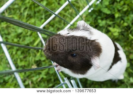 Guinea pig trying to escape from the paddock outside in the garden. Guinea pig (Cavia porcellus) is a popular household pet.