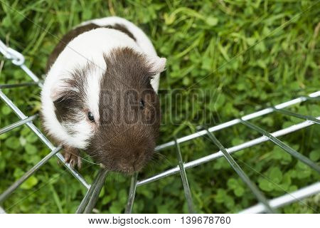 Guinea pig trying to escape from the paddock outside in the garden. Guinea pig (Cavia porcellus) is a popular household pet.