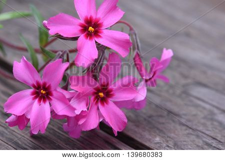 Creeping phlox subulata flowers on wooden board