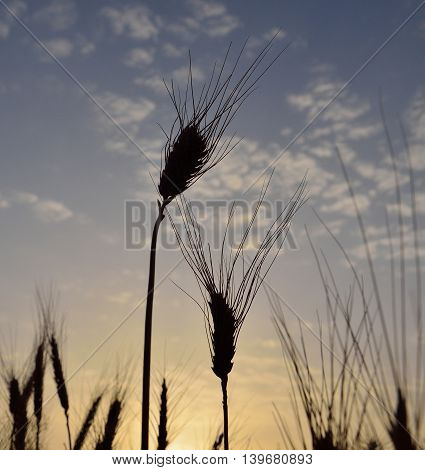 Wheat spikes isolated at sunrise in early summer