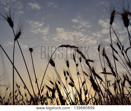 Wheat field backlit at sunrise in early summer