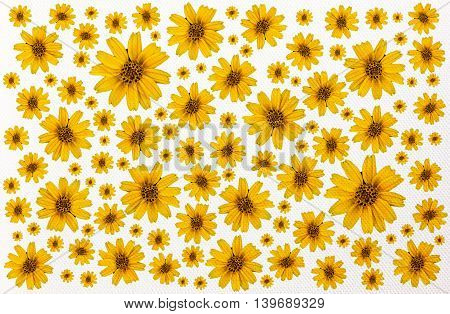 Texture Canvas Of Singapore Daisy Yellow Flowers