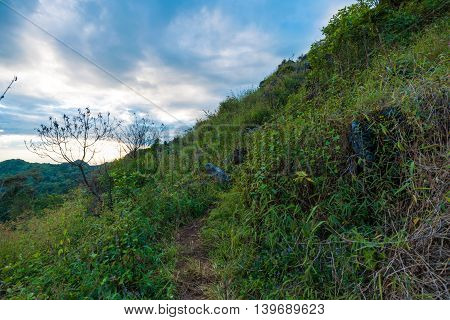 Trail On Sub Alpine Mountains In Tropical Rainforest